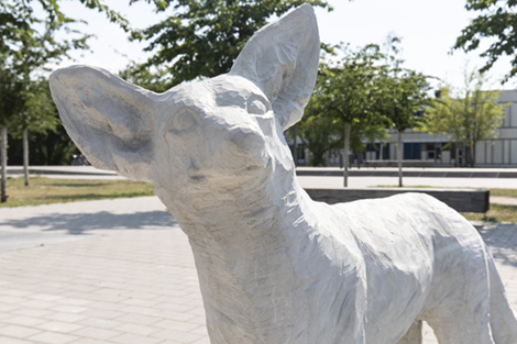 fu-berlin_kojote_coyote